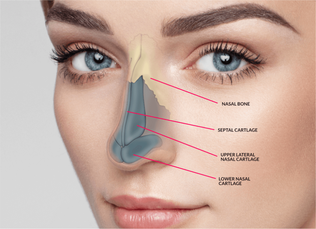 Rhinoplasty Costs In Different Locations Rhinoplasty Costs In Different Locations