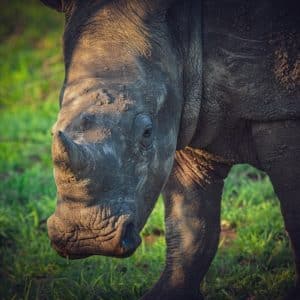 Photo Rhinoplasty Costs Beavercreek Ohio