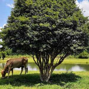 Photo Rhinoplasty Costs Ocoee Florida