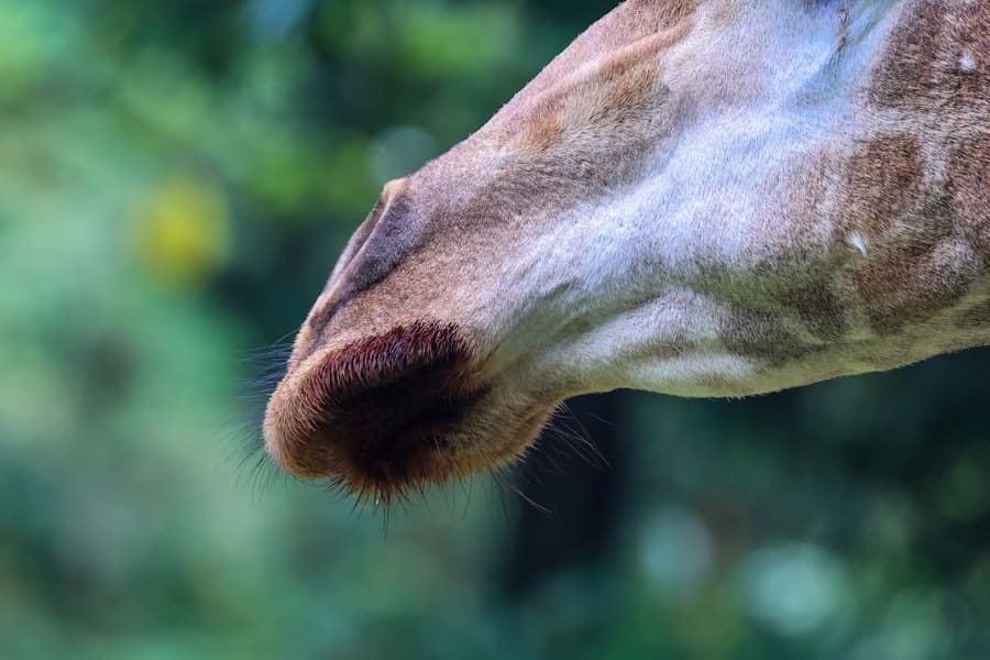 Nose Job Consultation