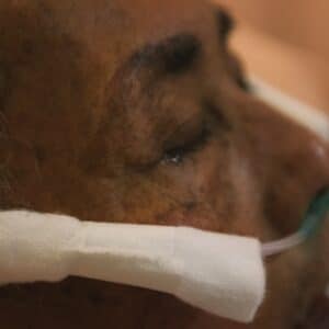 Photo Nose Reconstruction