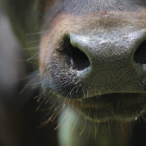 Photo Nose Job Consultation