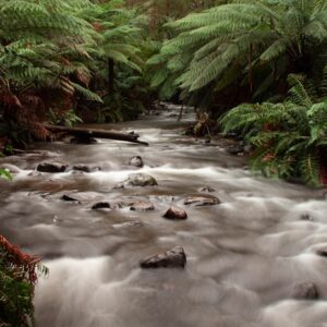 Photo Plastic Surgeon Nose Reshaping Forest Creek